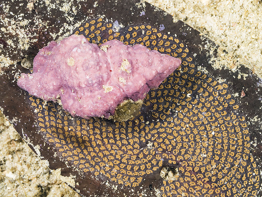 Turridae 01